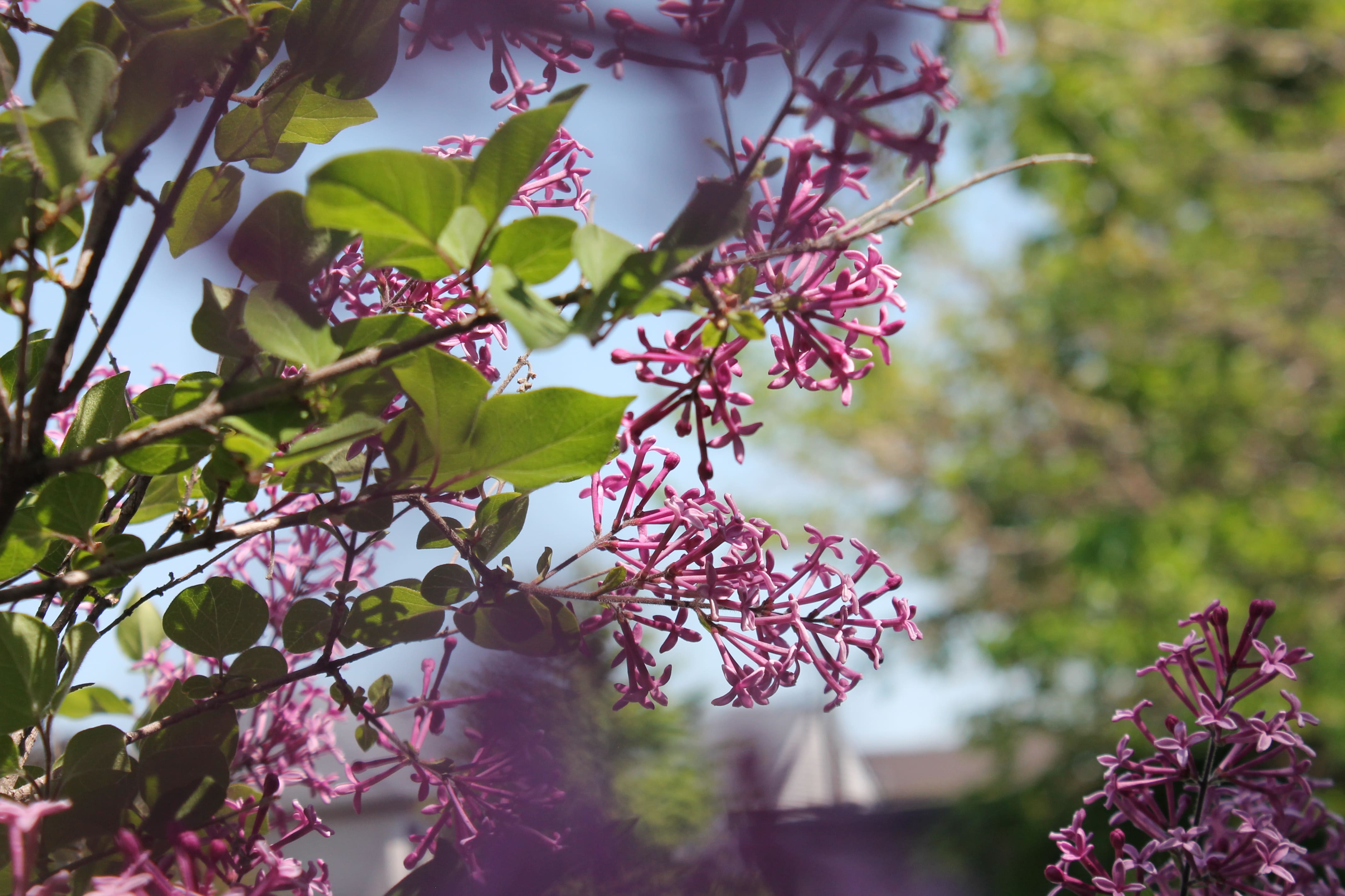 Photographie de la flore