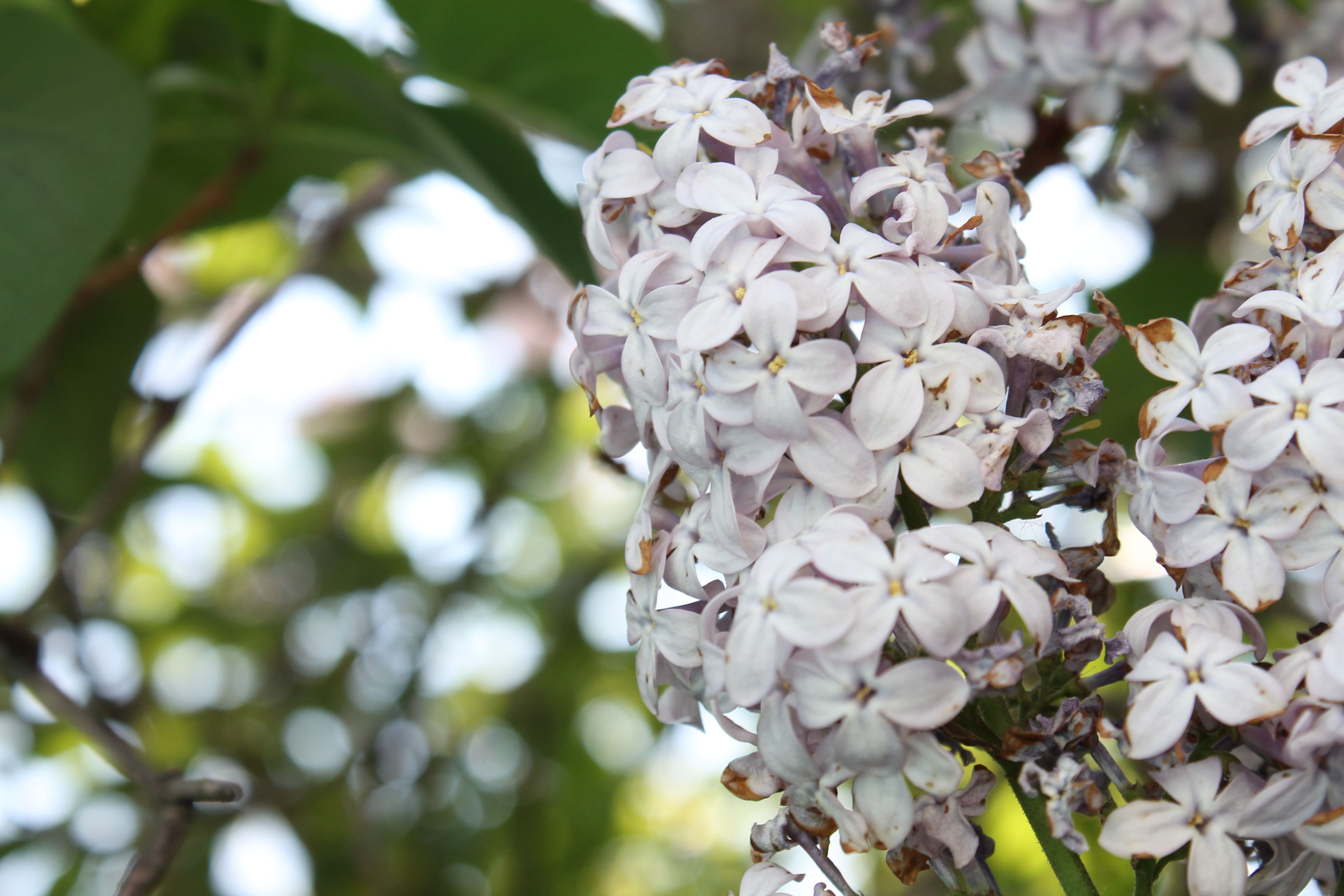 Photographie de la flore