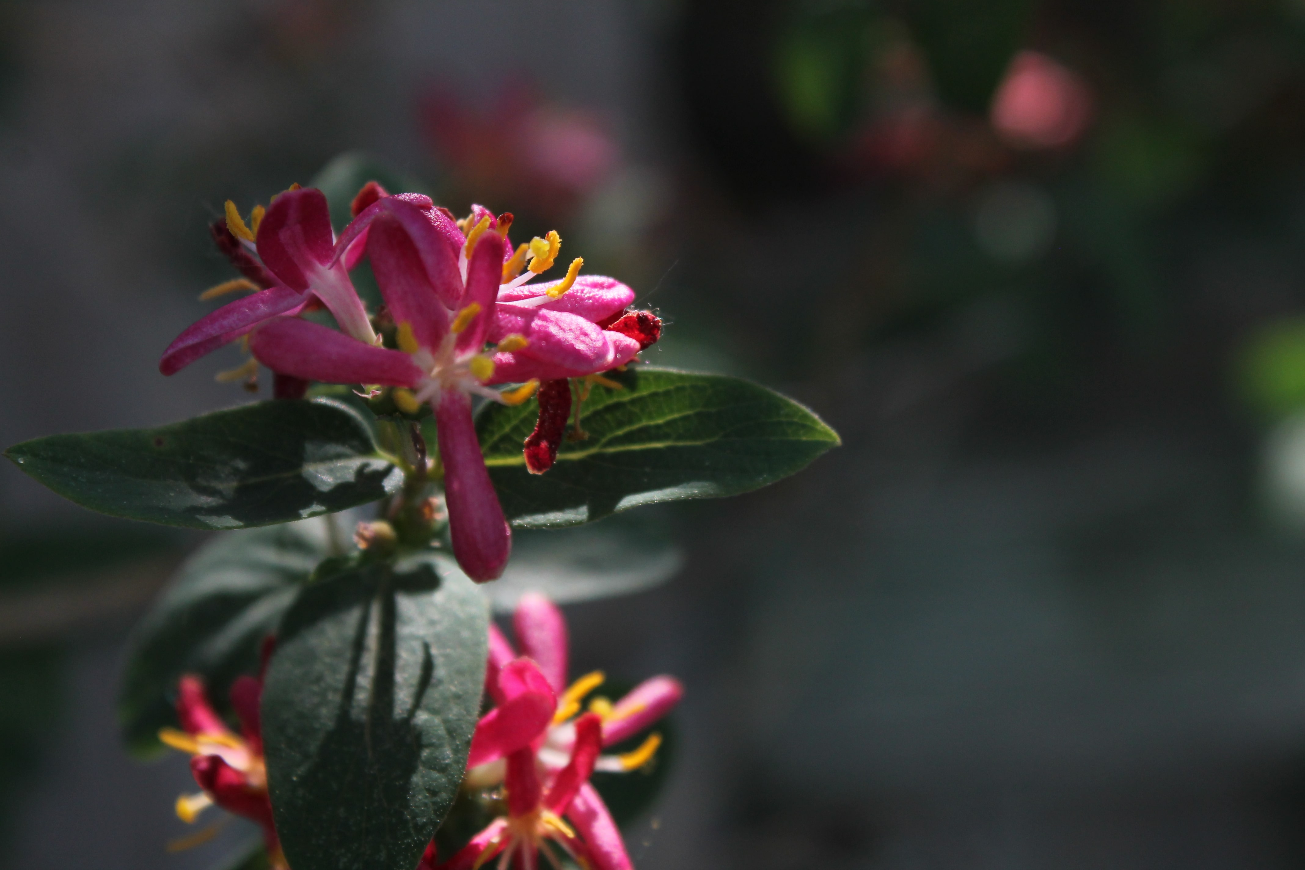 Photographie de la flore