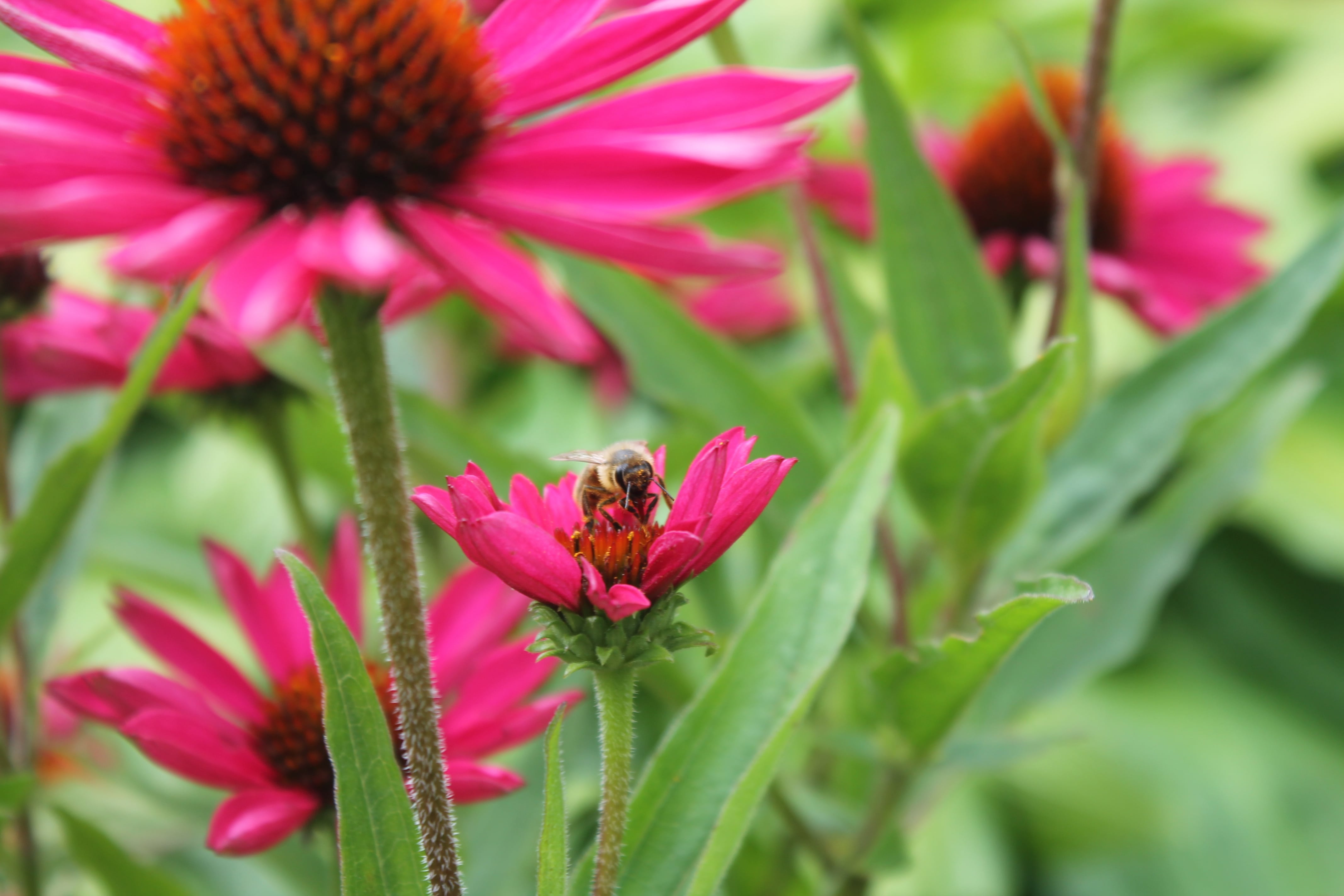 Photographie de la flore