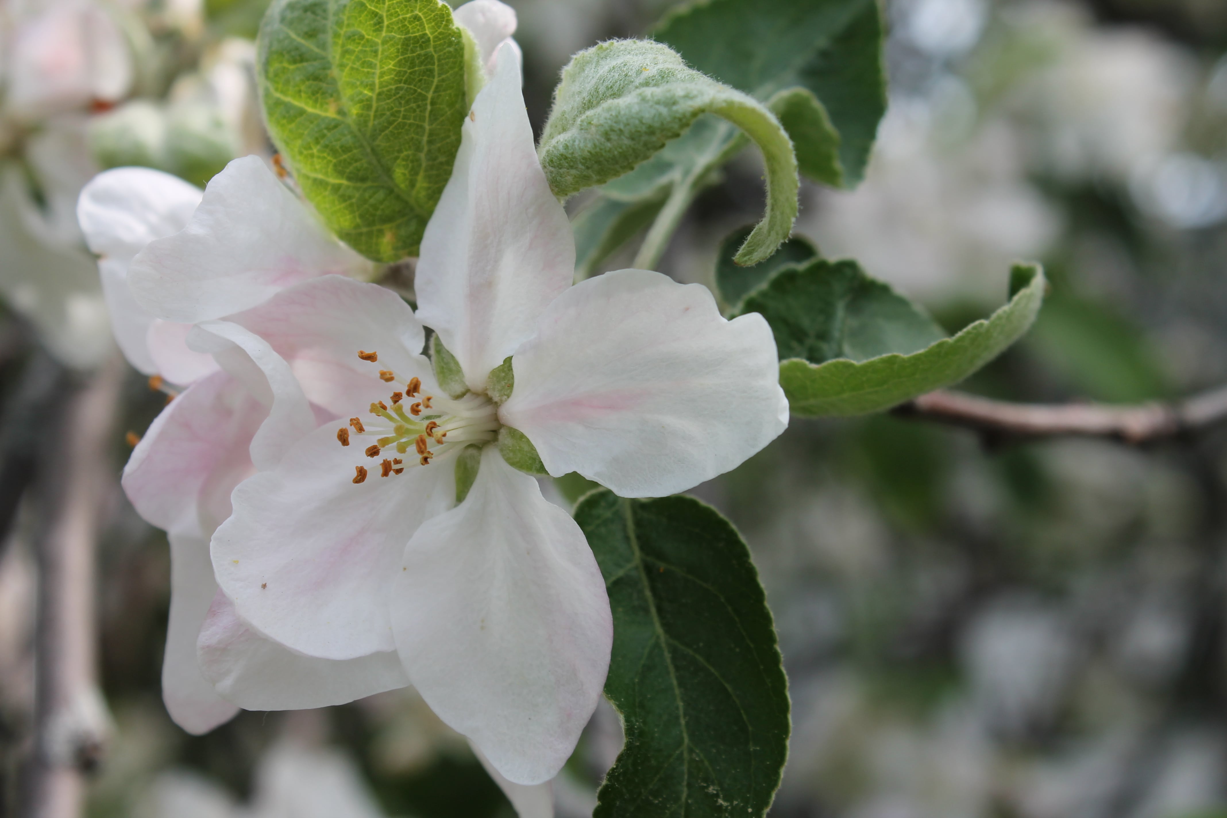 Photographie de la flore