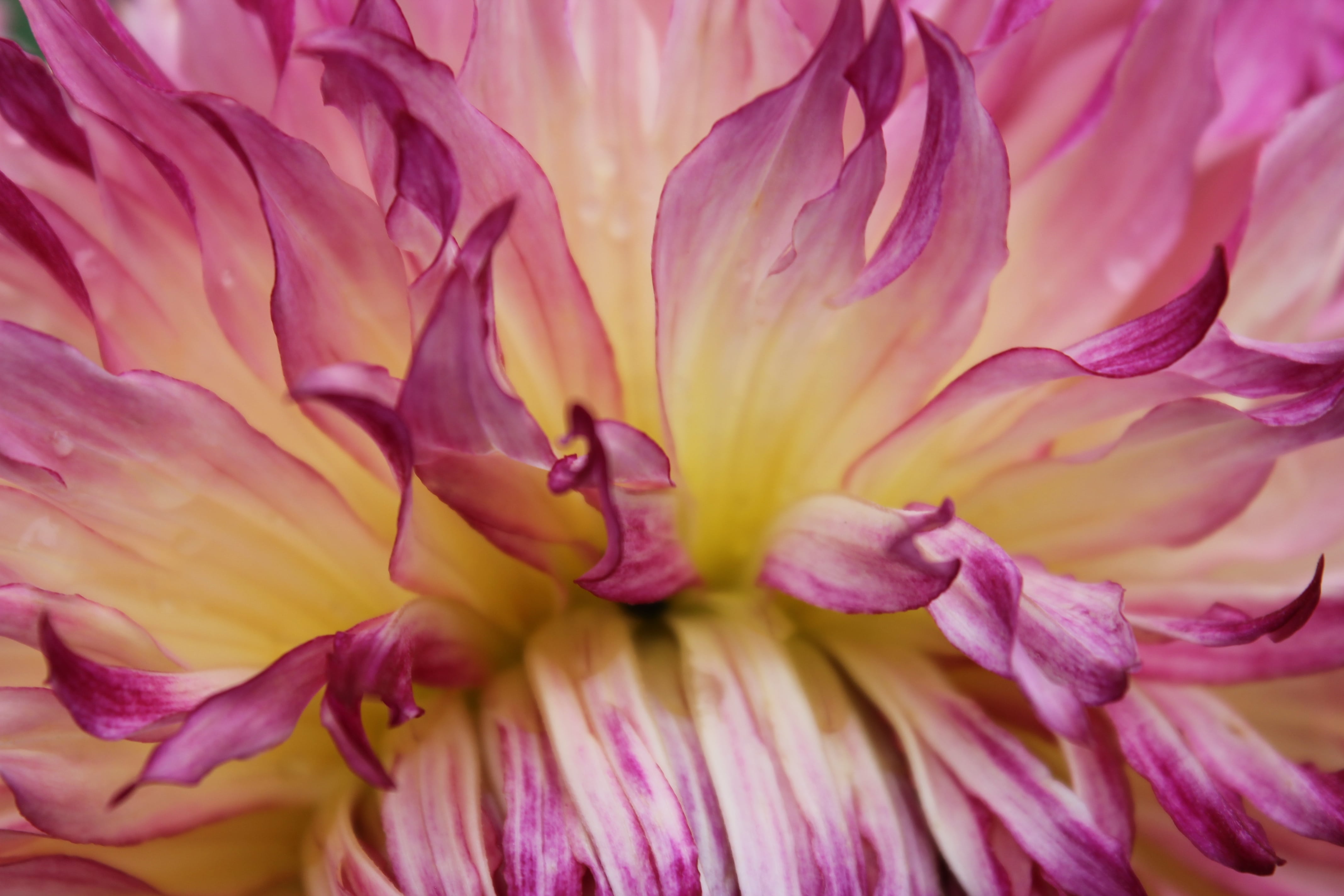 Photographie de la flore