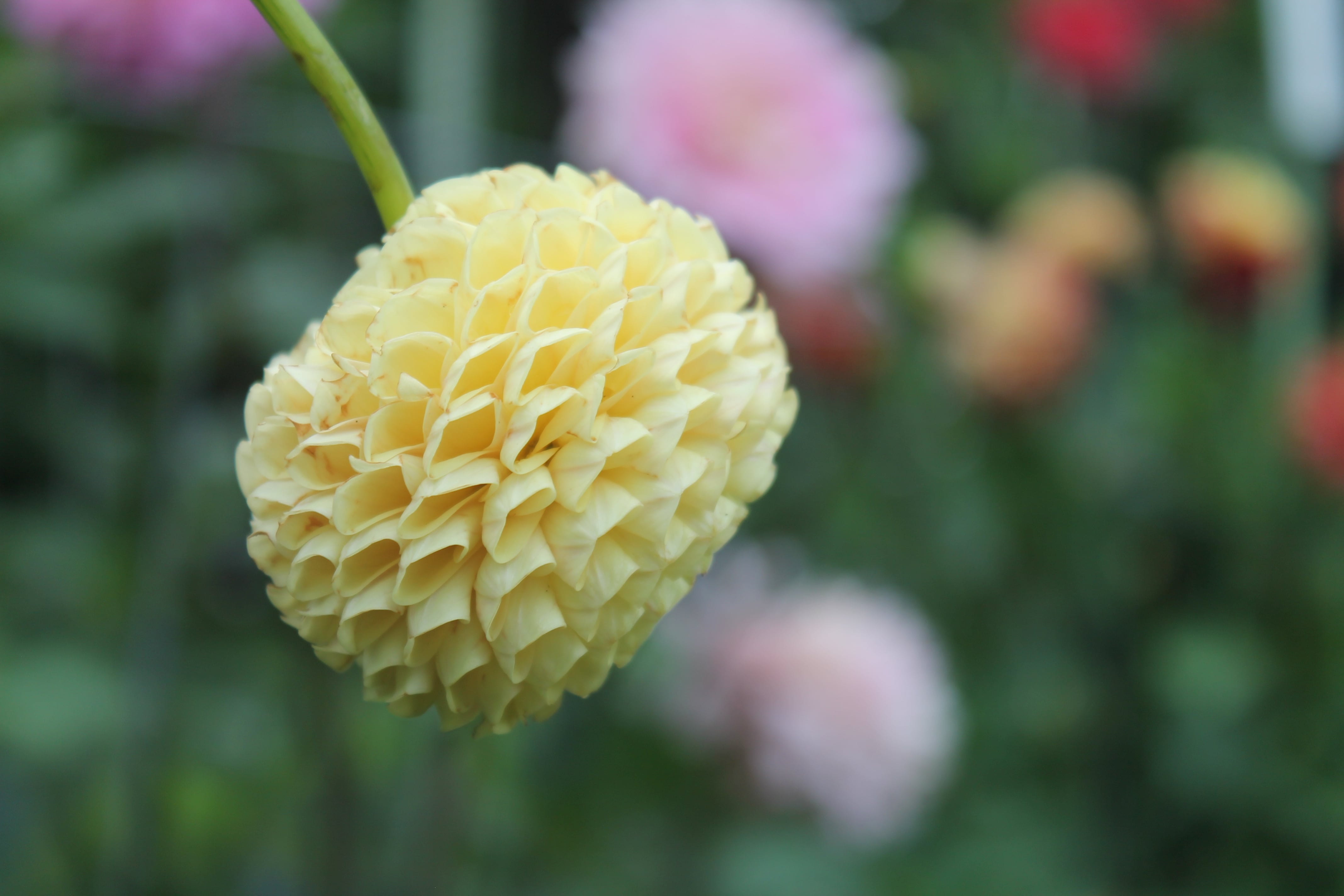 Photographie de la flore