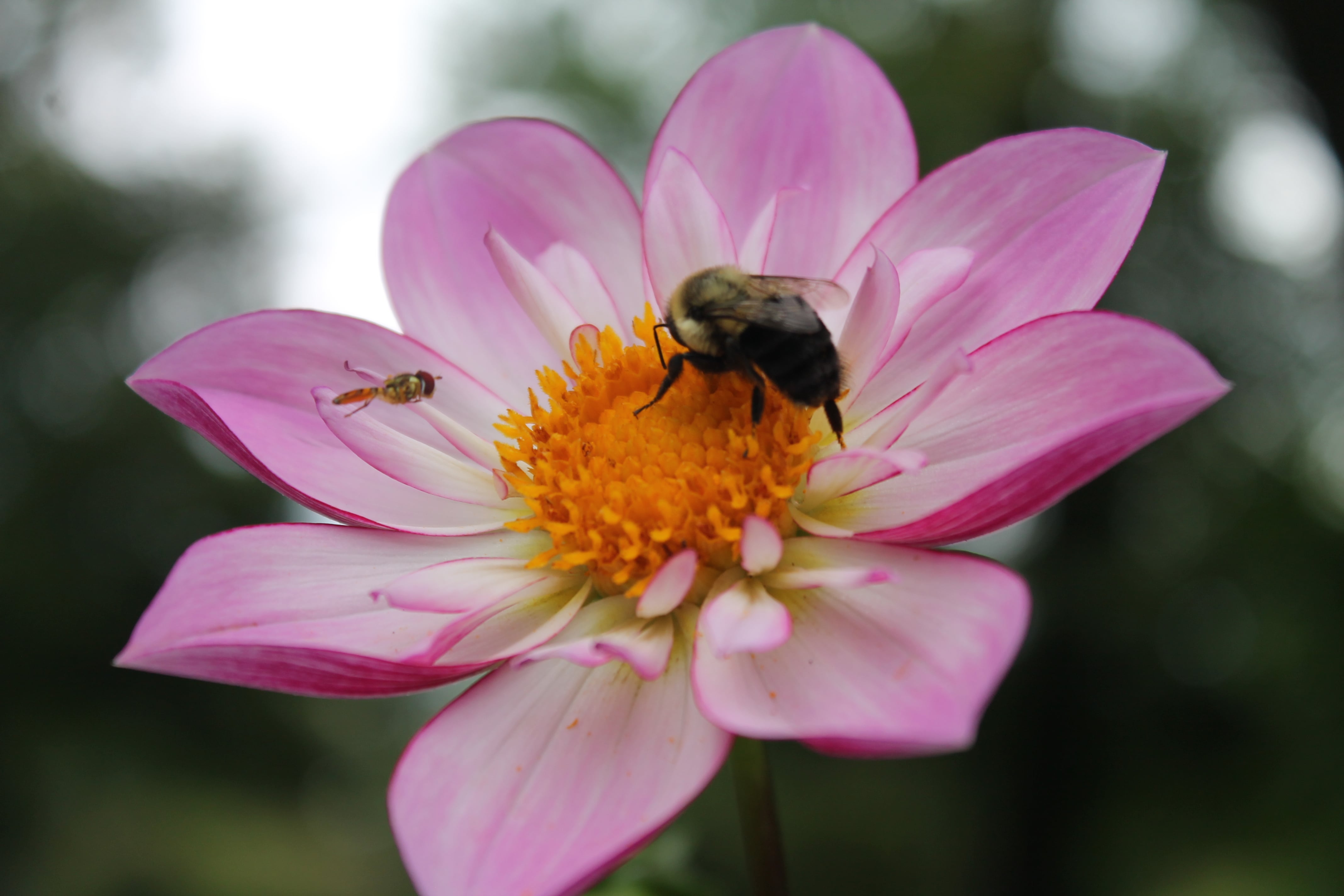 Photographie de la flore